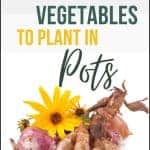 Jerusalem artichoke tubers and flowers