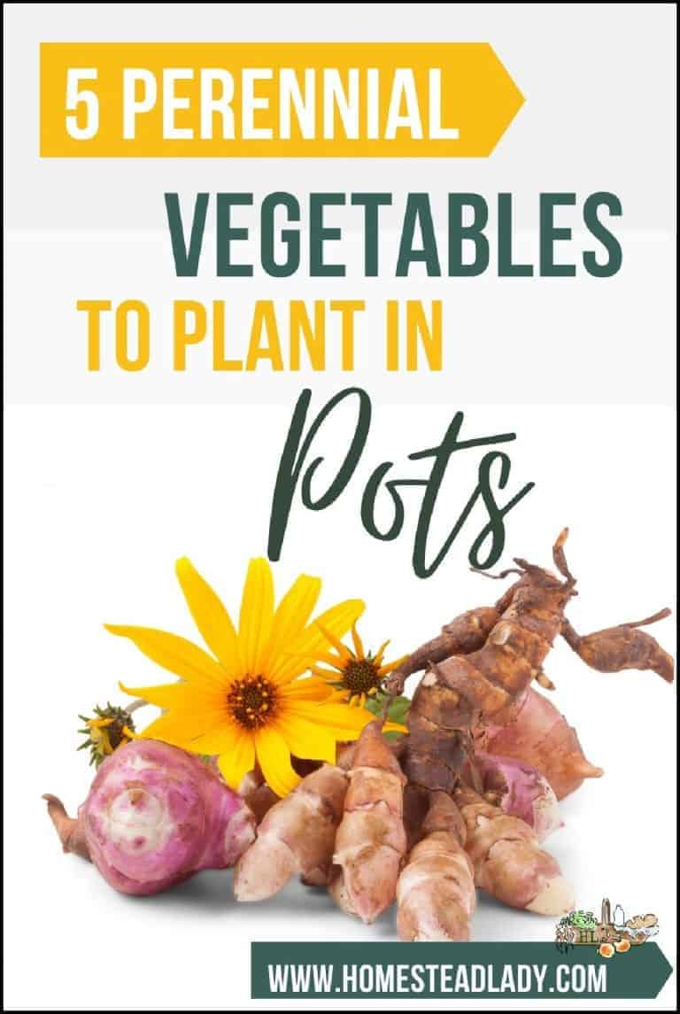 5 Perennial Vegetables to Grow in Pots • Homestead Lady