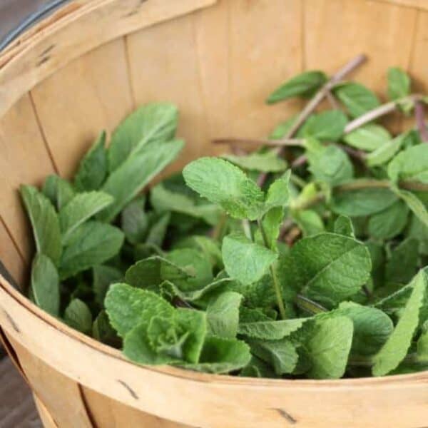 How to plan a medicinal herb garden - Homestead Lady