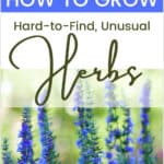 How to Grow Unusual Herbs