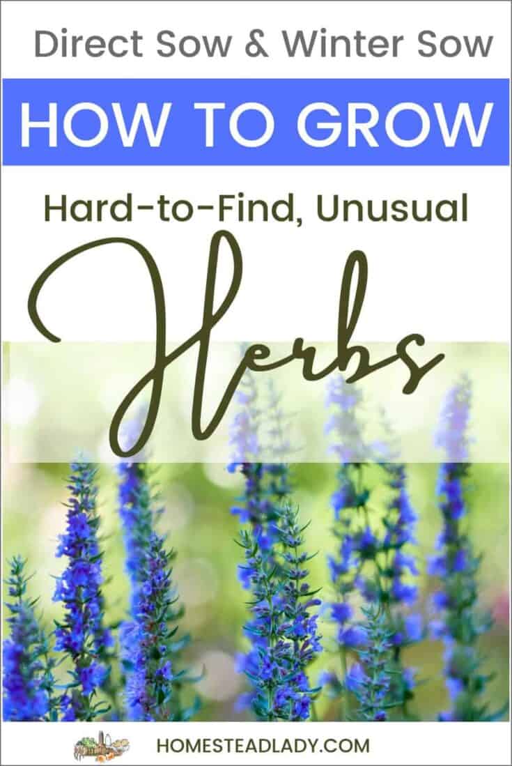 How to Grow Unusual Herbs • Homestead Lady