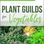 Create A Vegetable Plant Guild in 7 Steps