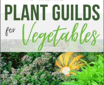 plant guild veggie plants - pumpkin, lettuce, thyme