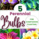 5 Perennial Bulbs for Companion Planting