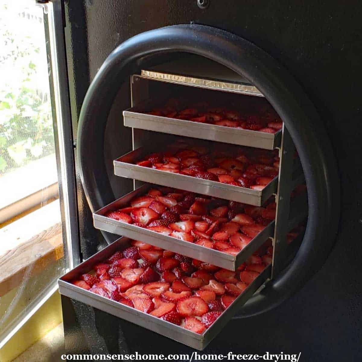 https://homesteadlady.com/wp-content/uploads/2023/04/strawberries-in-freeze-dryer.jpg