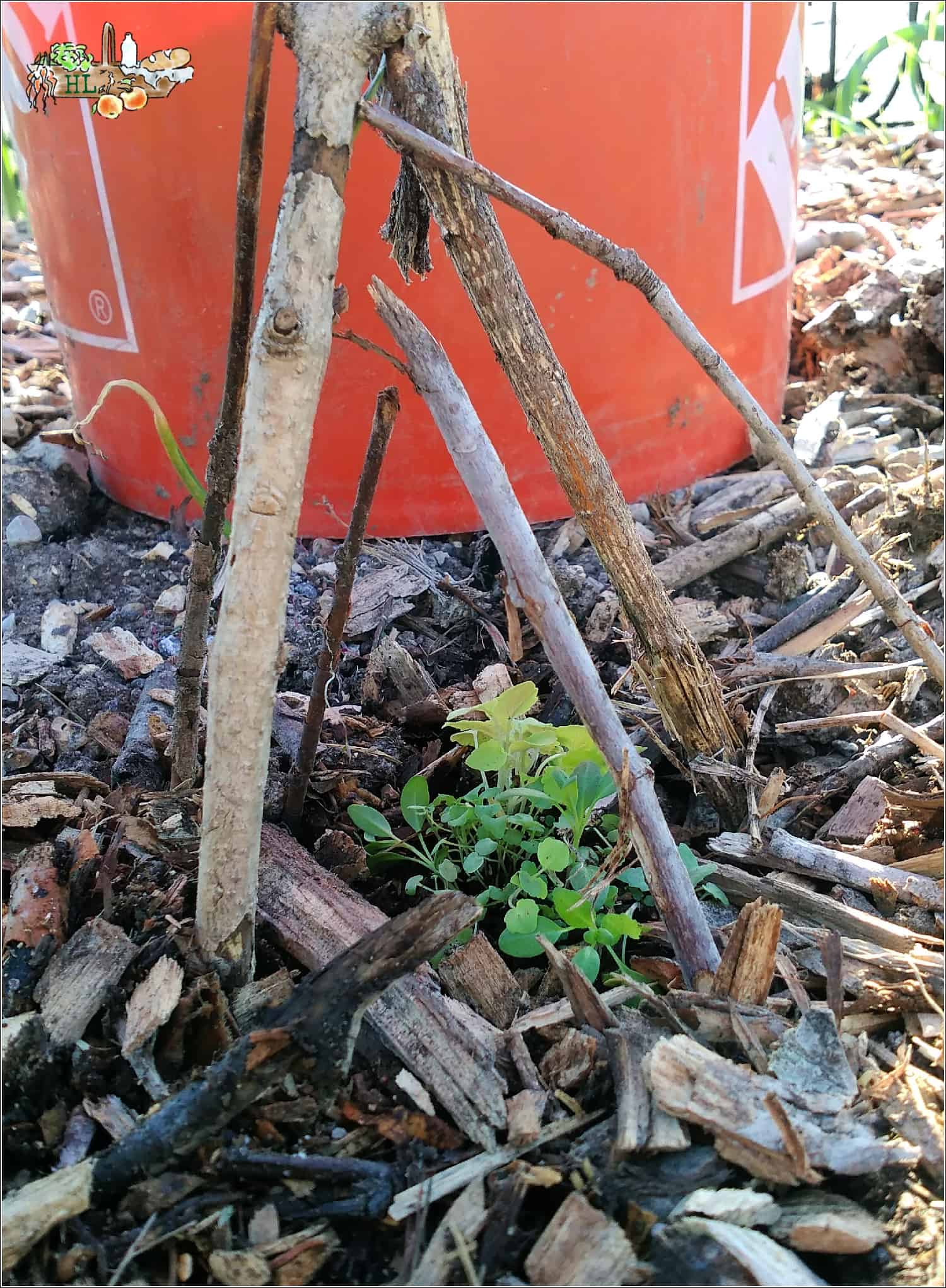 Sticks in the ground over baby plants