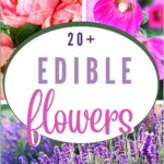 Edible Flowers & Their Uses