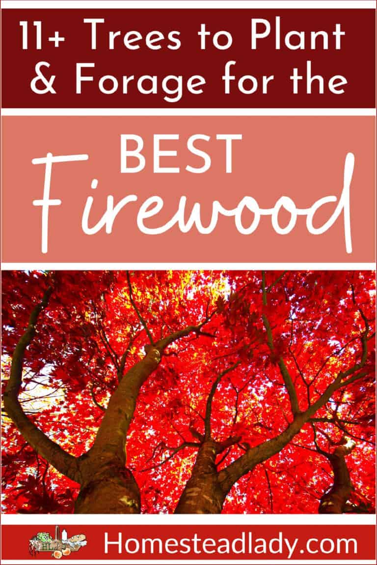 Trees to Plant & Forage Best Firewood + Other Uses! • Homestead Lady