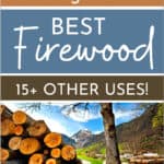 Trees to Plant & Forage: Best Firewood + Other Uses!