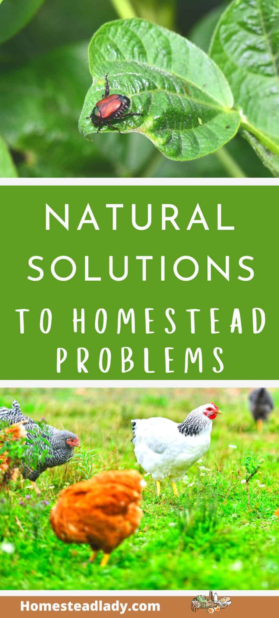 Natural Solutions for Homestead Problems • Homestead Lady