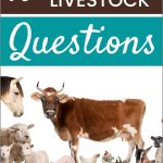 10 FAQs of Homestead Livestock