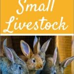 5 Small Livestock Options for Small Homesteads