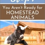 Stop! You Aren’t Ready for Homestead Animals