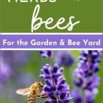 Best Herbs for Honey Bees
